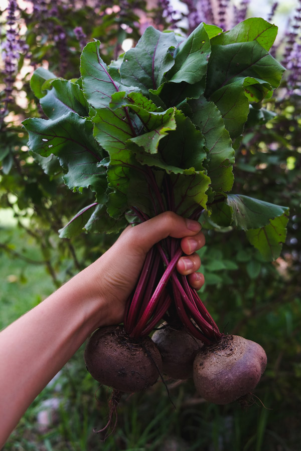 Beetroot (Grow Guide) Everything for Your Garden